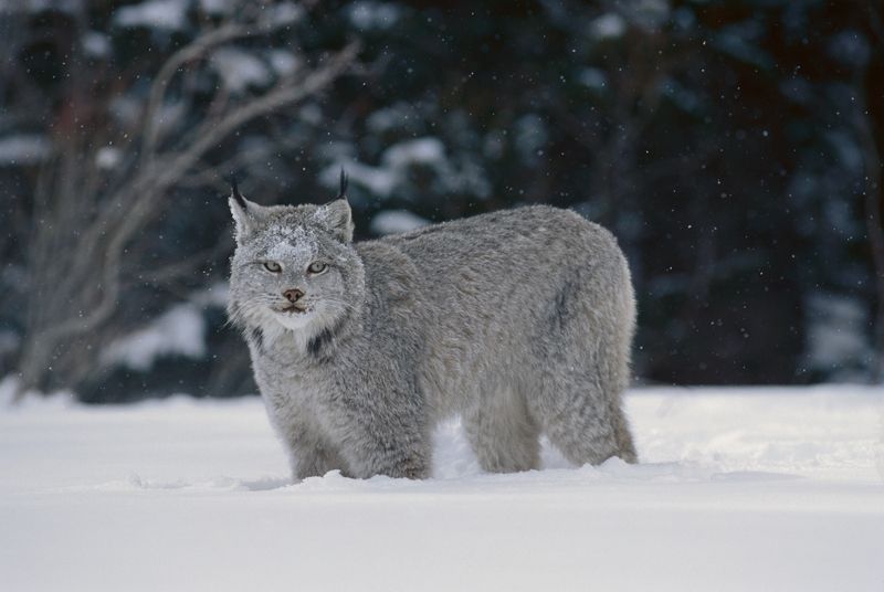 Canada Lynx in snow, North America