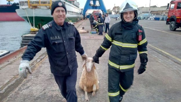 Emergency crew involved in the operation tow a sheep