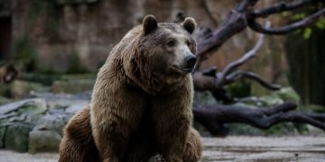 Analysis: DHL GFF – how to approach a sleeping bear