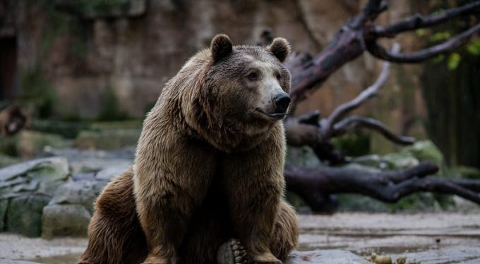Analysis: DHL GFF – how to approach a sleeping bear