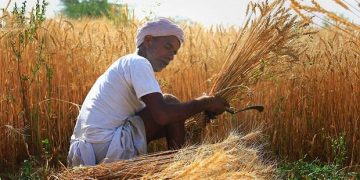 UP paddy procurement up 40% to 2.75 mn tonnes so far this Kharif season