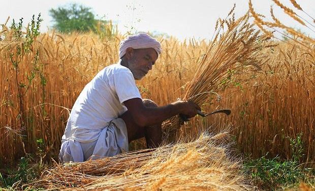 UP paddy procurement up 40% to 2.75 mn tonnes so far this Kharif season