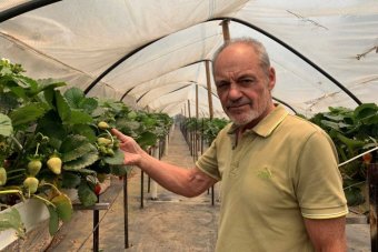Keith Jackson from South Durras has sheds full of produce that will spoil within days. man standing in front of strawberry plant