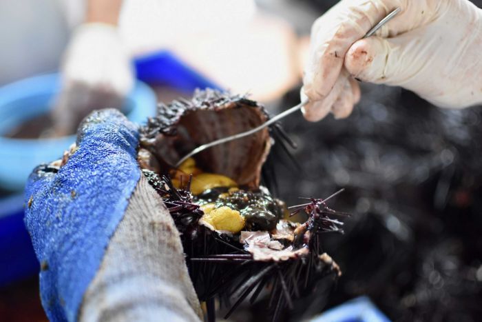 Sea urchin being opened Gloved hands open up a sea urchin and poke the meat inside