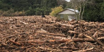 Council’s failure to monitor forestry company was ‘reprehensible’ – judge