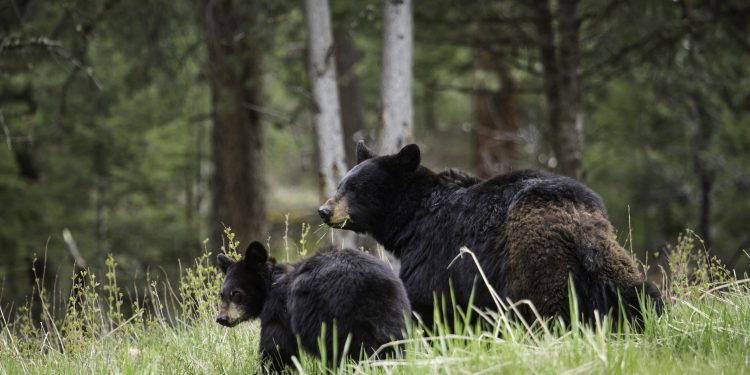 Here’s what the Smokies need help with in 2020