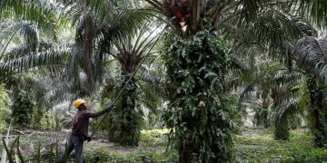 Malaysia palm oil inventory dips as output falls more than exports