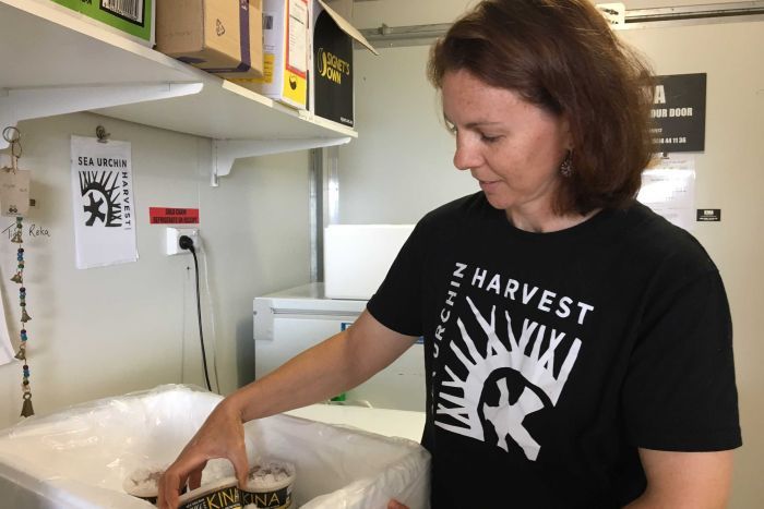 Tomakin sea urchin processor Rachael Theodore A woman packs small containers of sea urchin products into a chiller box