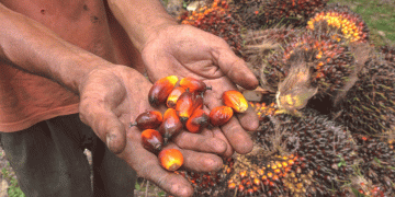 Demand for palm-oil to stay healthy, Malaysian inventory to trend downward
