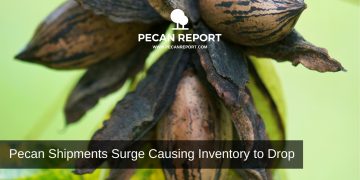 Pecan Shipments Surge Causing Inventory to Drop