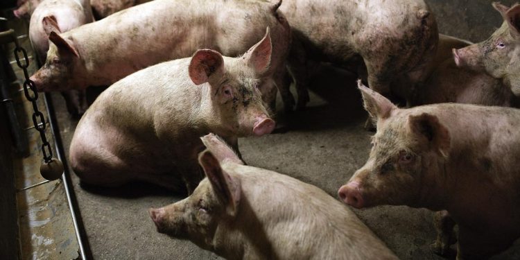 North Dakota hog inventory down two percent