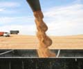 Taiwan buys 104,600 tonnes wheat of US origin