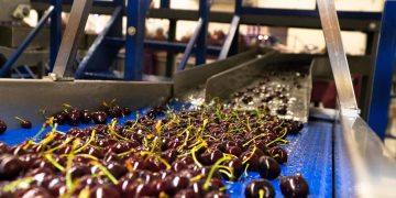 Argentine cherries: Patagonian production to help offset heavy Mendoza losses