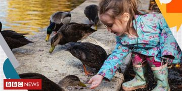 General election 2019: Your questions on climate change and the environment