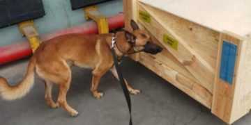 Police deploy canines at KIA to detect drugs in cargo