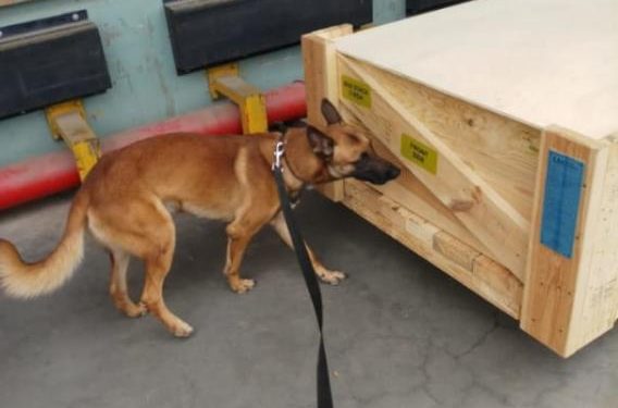 Police deploy canines at KIA to detect drugs in cargo