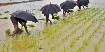 UP clocks highest paddy procurement figures of more than 5.15 MT