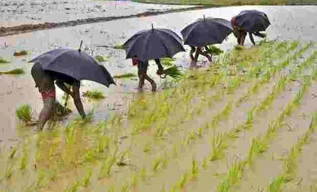 UP clocks highest paddy procurement figures of more than 5.15 MT