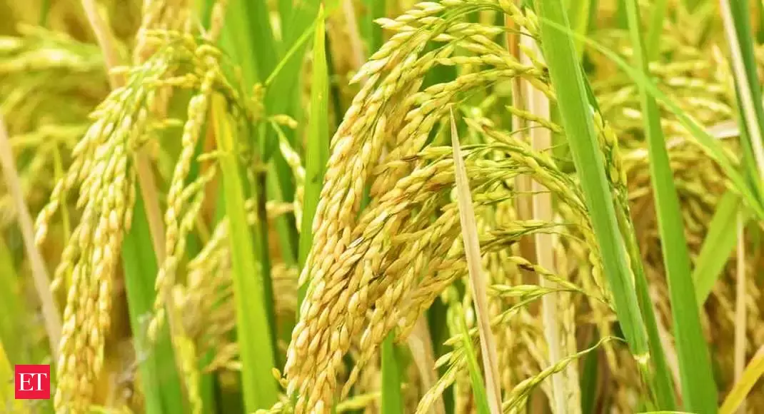 Haryana agencies to transport paddy to check pilferage in procurement