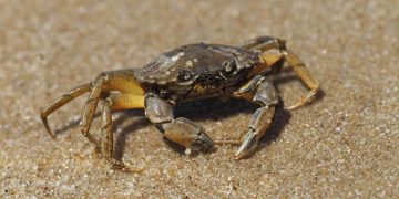 Scores of non-native species threaten Arabian Gulf, new study finds