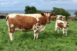 One of Robert Boyle's cows from the Beechmount Herd