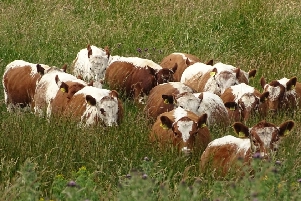 Nigel Edwards' Curraghnakeely Herd of IRish Moileds of Tempo, County Fermanagh