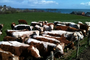 Beechmount Herd of Irish Moileds owned by Robert Boyle