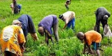 Farmers in Builsa commend Warehouse Receipt System