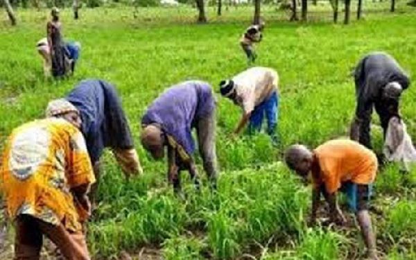 Farmers in Builsa commend Warehouse Receipt System