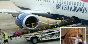 British Airways bans dogs being carried as cargo on flights after pooch was found stuck in crate classified as too small – The Sun