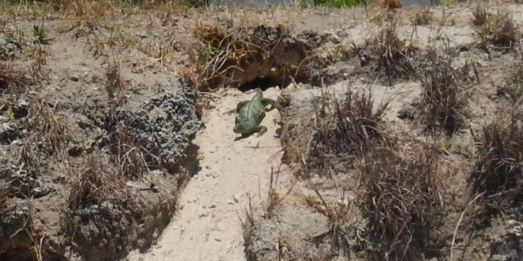 Florida iguanas not just a nuisance; these lizards contributed to a $1.8M repair bill in West Palm – News – Gainesville Sun