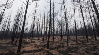 Burnt trees in NSW