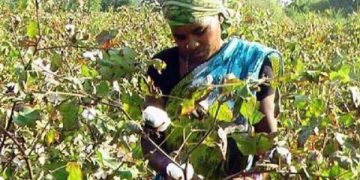 Procurement delay worry for Odisha’s Ganjam cotton farmers- The New Indian Express