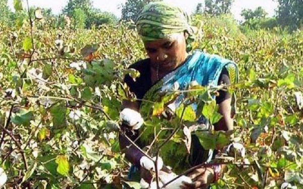 Procurement delay worry for Odisha’s Ganjam cotton farmers- The New Indian Express