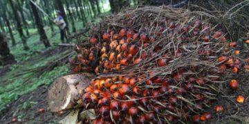 Malaysia’s palm oil inventory down 11% in Dec 2019