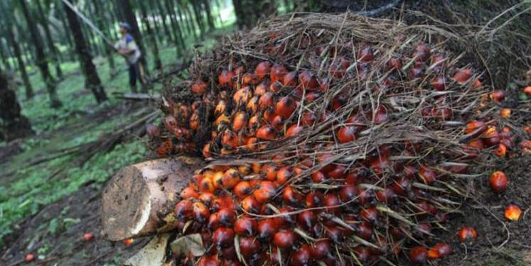 Malaysia’s palm oil inventory down 11% in Dec 2019