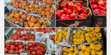 “Current low supplies from Mexico provide opportunities for Israeli peppers”