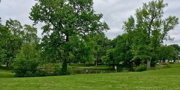 TRIM Grant Calls For Tree Inventory on Sedalia Right-of-ways