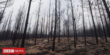 Australia fires: Does controlled burning really work?