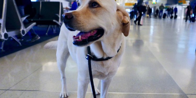 Delta Introduces CarePod — a New Cargo Pet Carrier | Travel + Leisure
