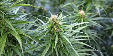 Hemp farm sues no-show harvesters for $11 million – KTVL