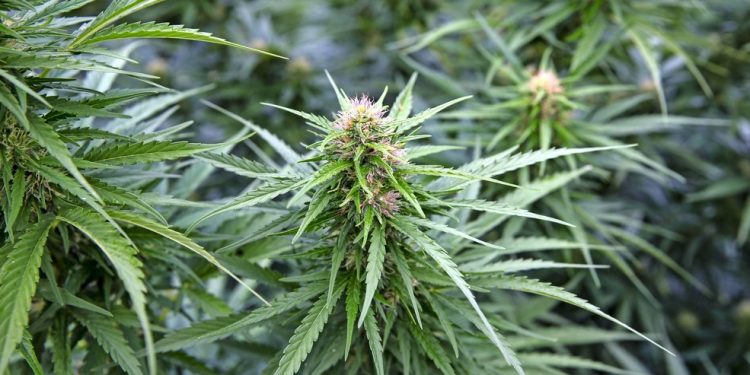 Hemp farm sues no-show harvesters for $11 million – KTVL