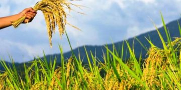 AFCSCL starts direct procurement of paddy from farmers in Assam