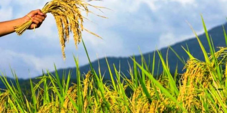 AFCSCL starts direct procurement of paddy from farmers in Assam