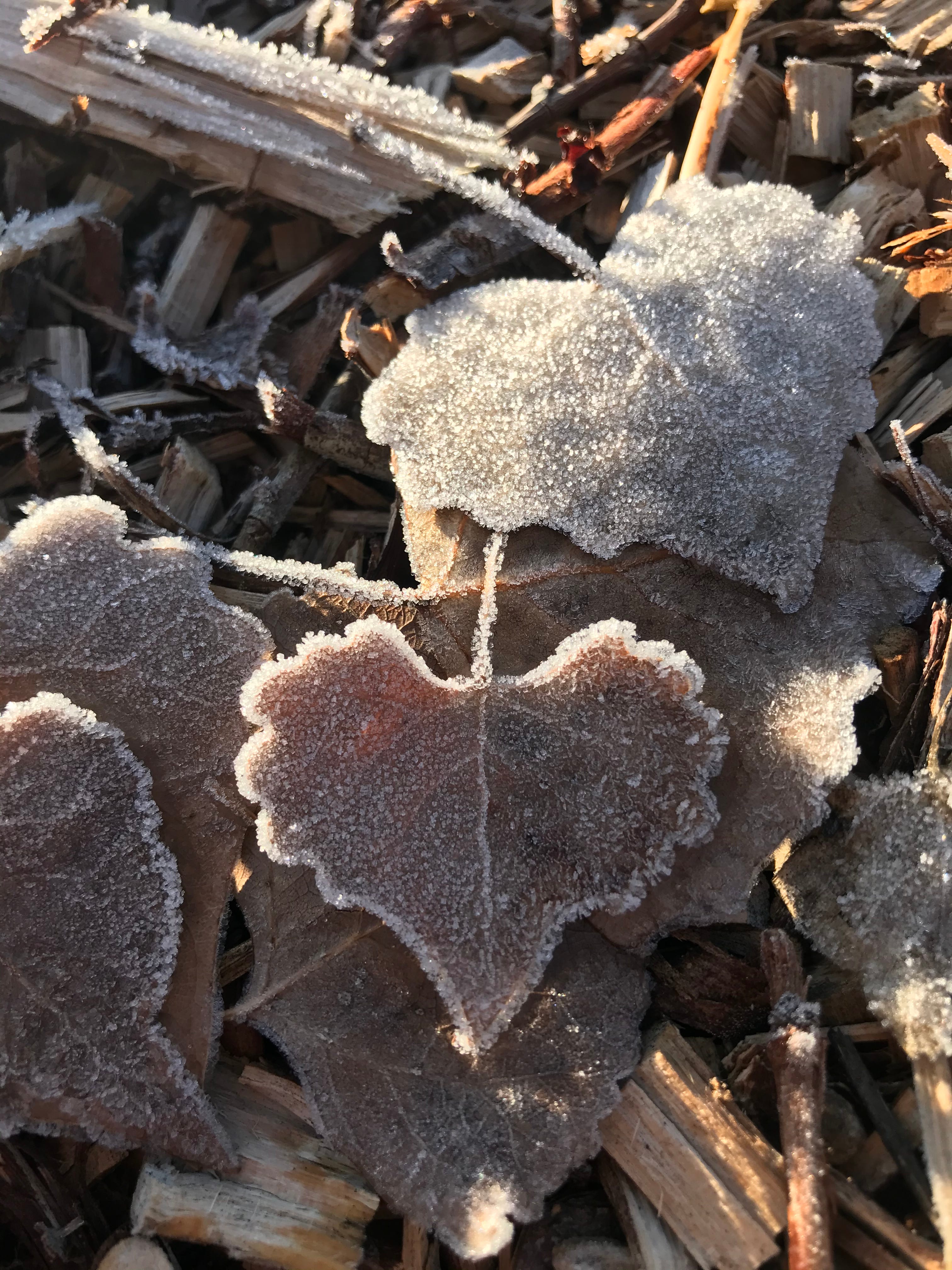 Frosty cottonwood leaves add a nice layer on top of several inches of shredded woodchip mulch.