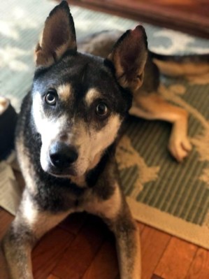 Sadie