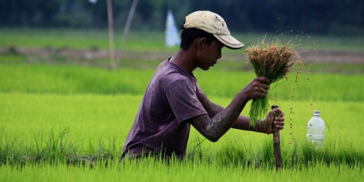 Paddy Procurement Woes Abound as Chhattisgarh Govt Scrambles to Deliver on Promises