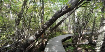 Popular Seashore trail in Wellfleet to be repaired – News – capecodtimes.com