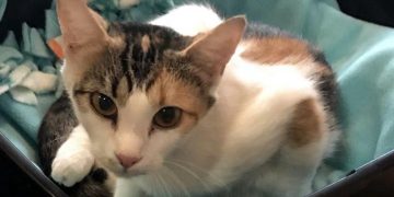Pets of the Week | ClarksvilleNow.com