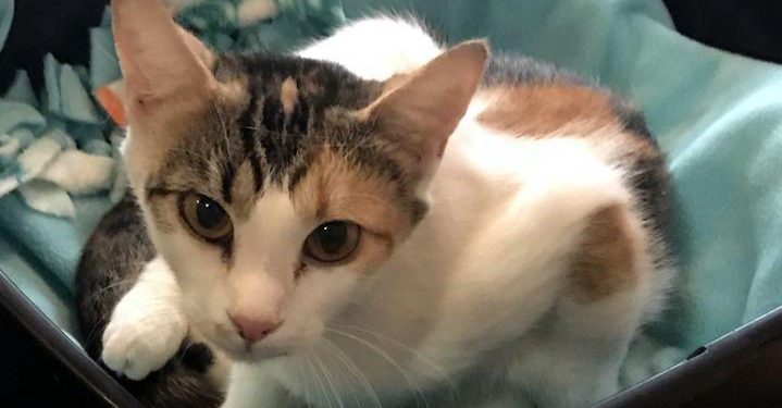 Pets of the Week | ClarksvilleNow.com